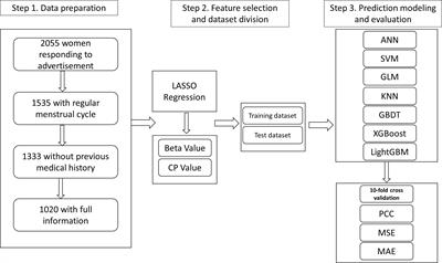 Assessment and quantification of ovarian reserve on the basis of machine learning models
